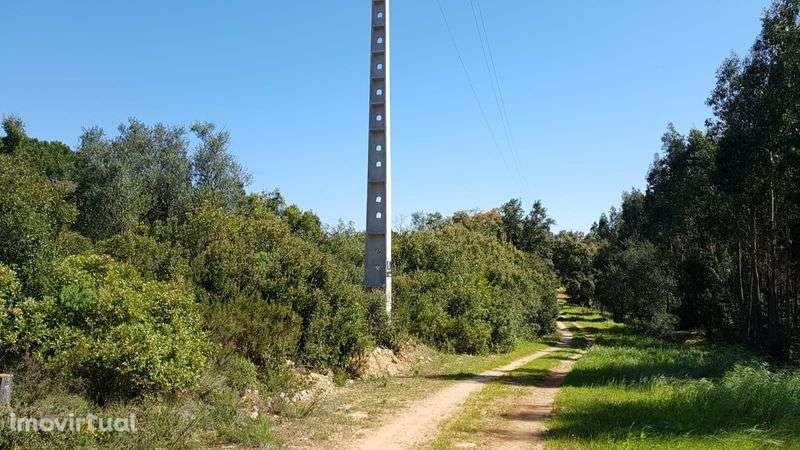 Cartaxo-Arrendo terreno - Grande imagem: 5/5