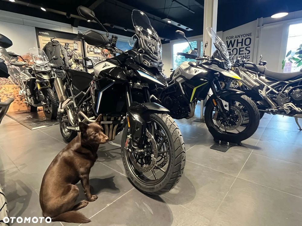 Triumph Tiger - 5