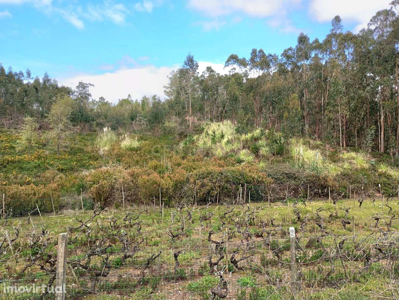 Terreno Rústico à Venda – 1800 m² em Vale Moreira, Vilar - Grande imagem: 4/17
