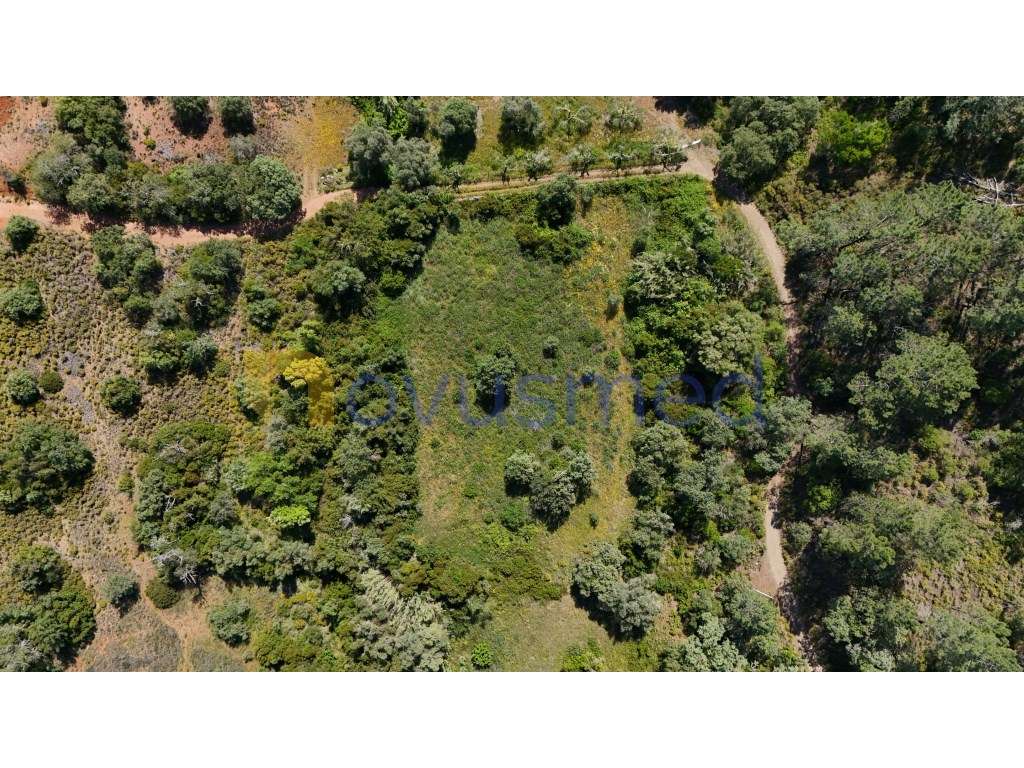 Terreno Rústico de 3000m² na Encantadora Fonte Benémola - Querença,... - Grande imagem: 2/13