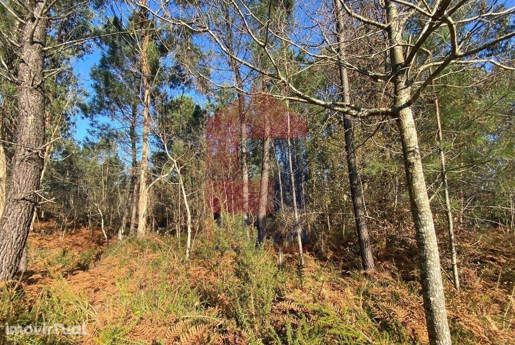 Terreno Florestal, Esqueiros - Grande imagem: 3/43