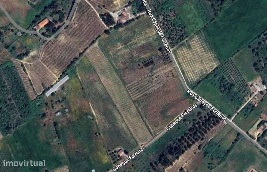 Quinta vitícola no Cartaxo - região DOC Tejo - Santarém - Grande imagem: 2/3