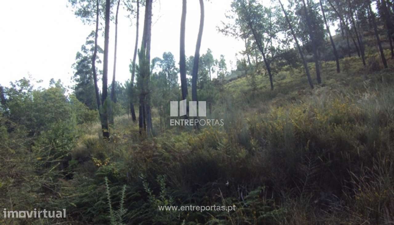 Venda Terreno, Vila Meã, Amarante - Grande imagem: 5/14
