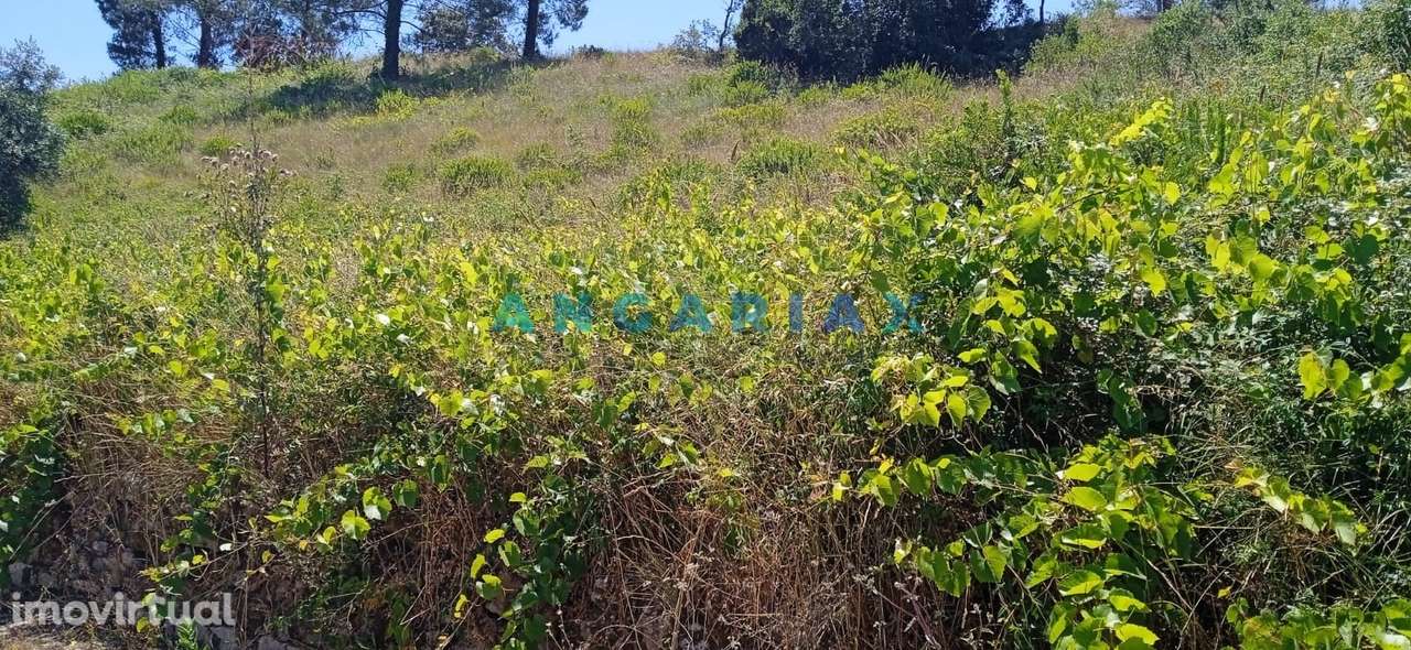 ANG1460 - Terreno para Venda em Batalha - Grande imagem: 2/2