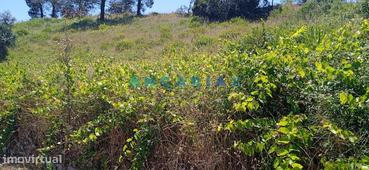 ANG1460 - Terreno para Venda em Batalha - Grande imagem: 2/2