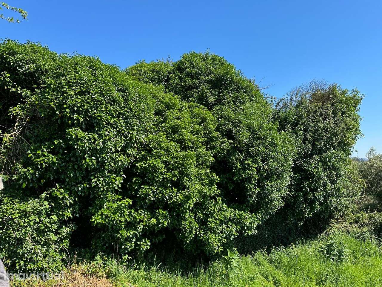 Moradia Devoluta T5 Venda em Dem,Caminha - Grande imagem: 5/31