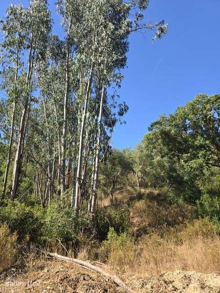 Herdade com  7hectares rural  com montado e eucaliptos, Alentejo. - Grande imagem: 5/6