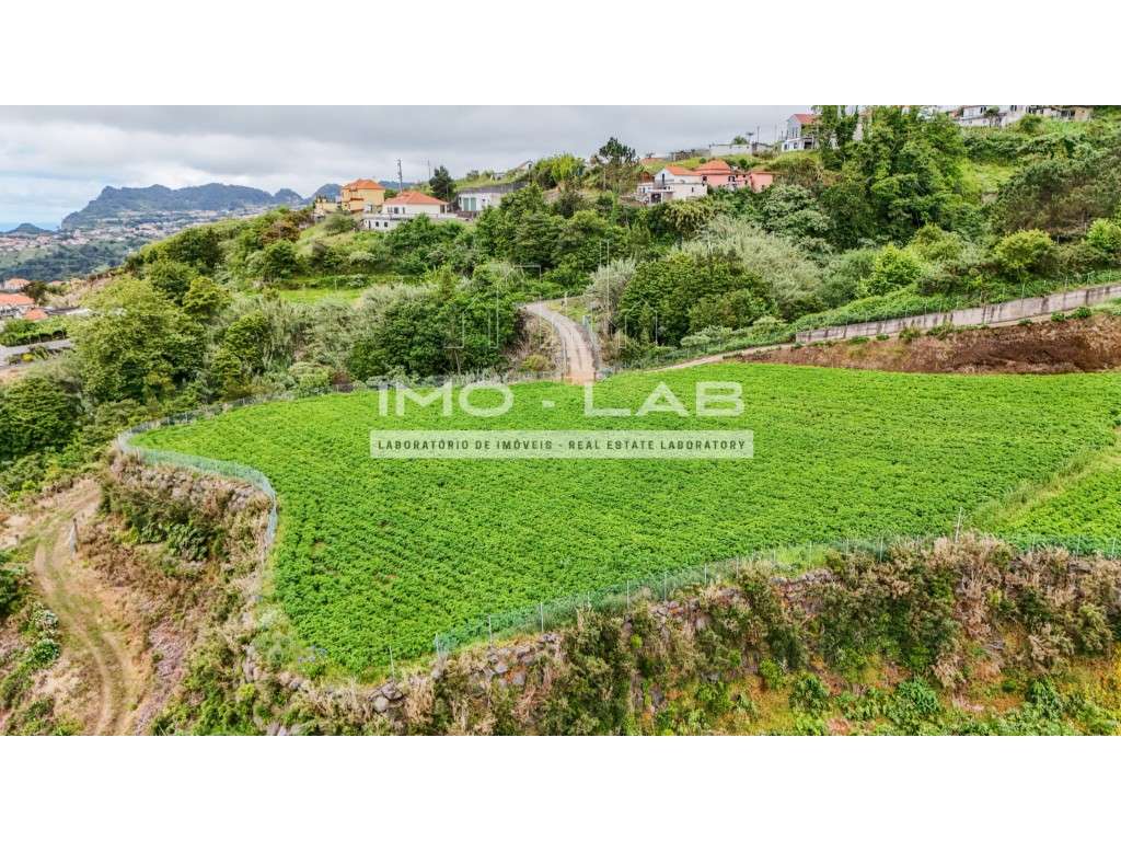Armazém + 25.566m2 de Terreno Cultivado - São Jorge - Santana - Grande imagem: 3/19