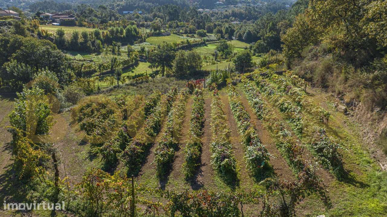 Terreno com vinha em Brunhais, Póvoa de Lanhoso - Grande imagem: 2/26