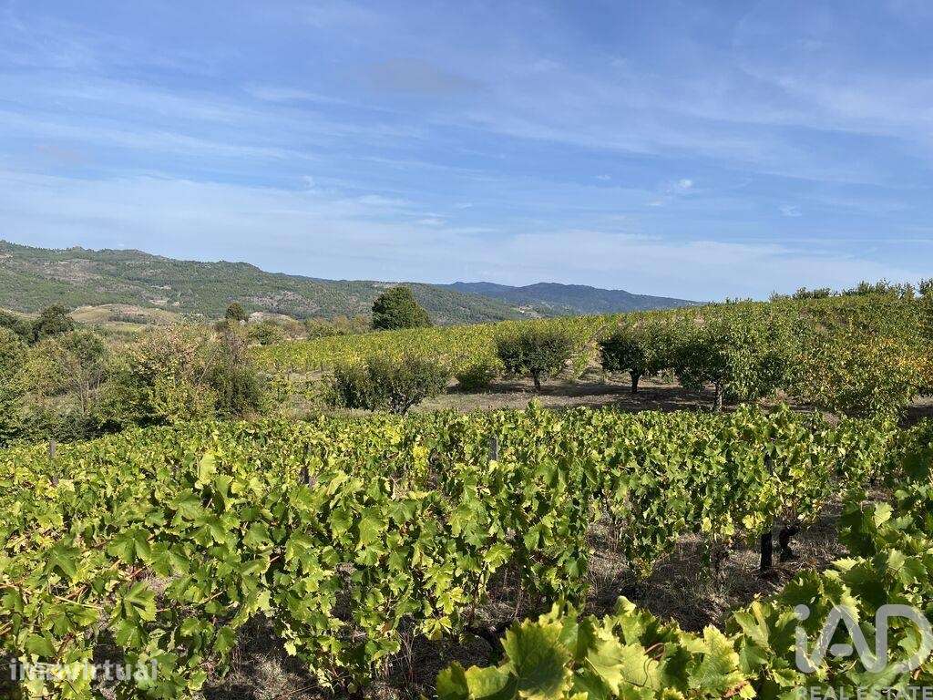 Terreno Agrícola em Alijó - Grande imagem: 4/19