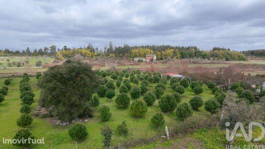 Terreno Agrícola em Ervedal e Vila Franca da Beira - Grande imagem: 2/5