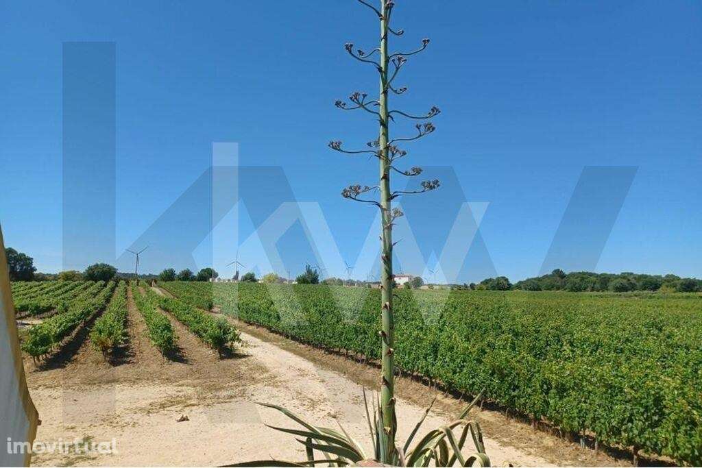 Quinta com Vinhas em Carvoeira *No Oeste - Grande imagem: 2/13