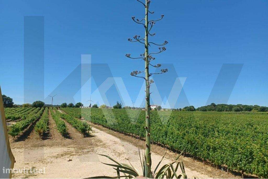 Quinta com Vinhas em Carvoeira *No Oeste - Grande imagem: 2/13