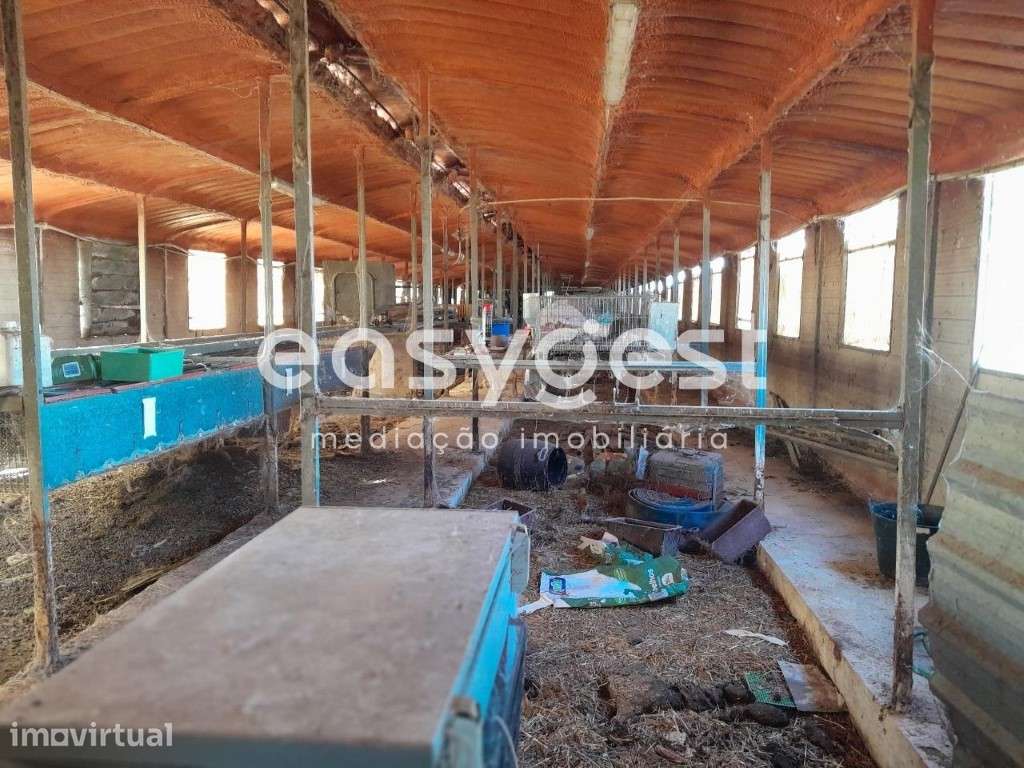 Terreno e Exploração Pecuária, com electricidade, agua e gás - Grande imagem: 4/15