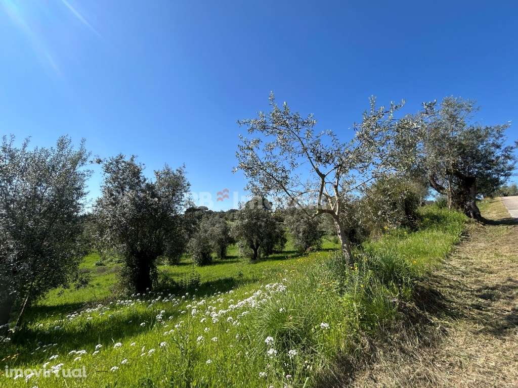 Terreno Rústico com 4520m²- Vales de Baixo, Torres Novas - Grande imagem: 3/27