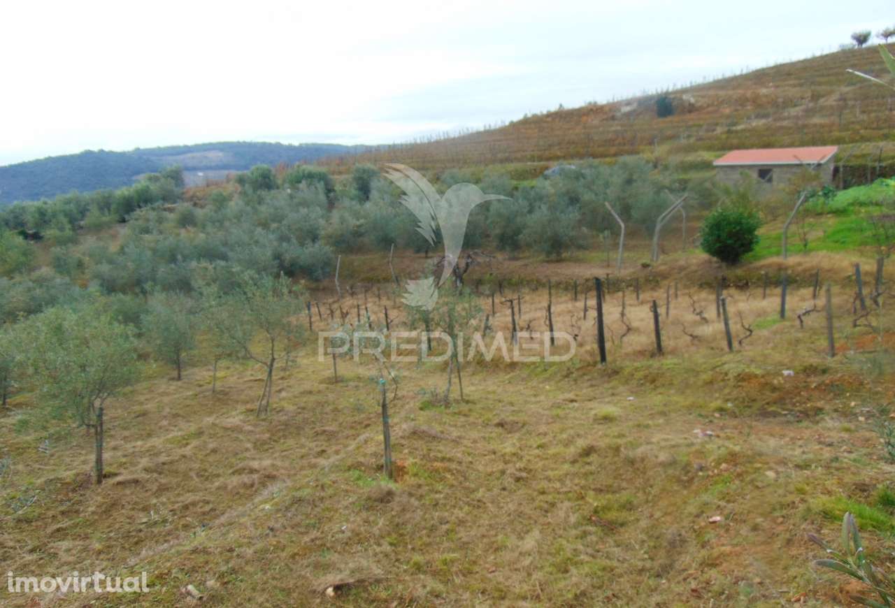 Olival em produção - Abaças / Vila Real - Grande imagem: 4/28