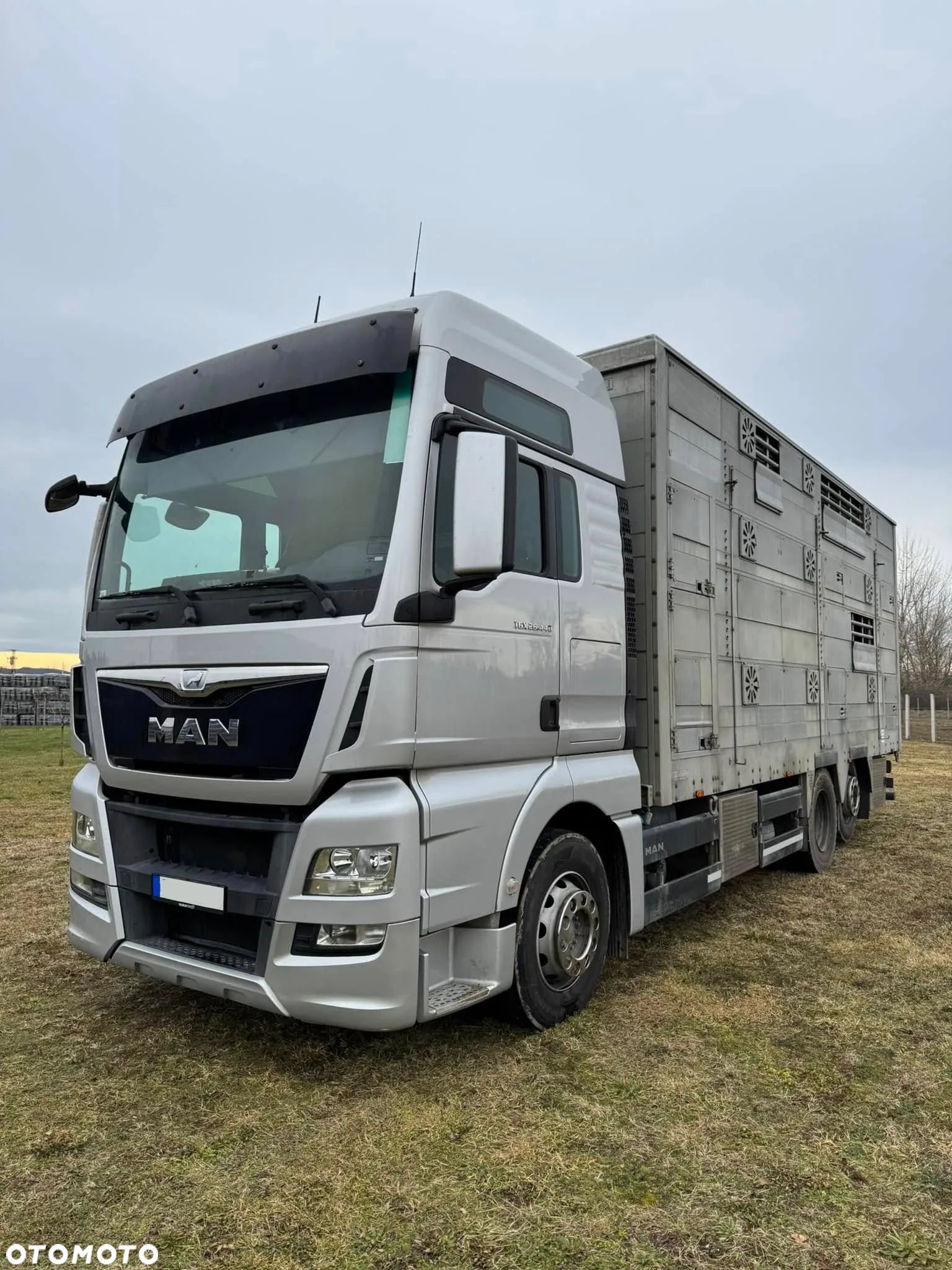 MAN TGX 26.440 Pezzaioli, 3 Pietra, Bydło, Trzoda, Żywca, Zwierząt - 1