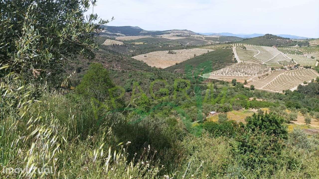 Terreno rústico "Parceria" no Souto, Penedono - Grande imagem: 3/16