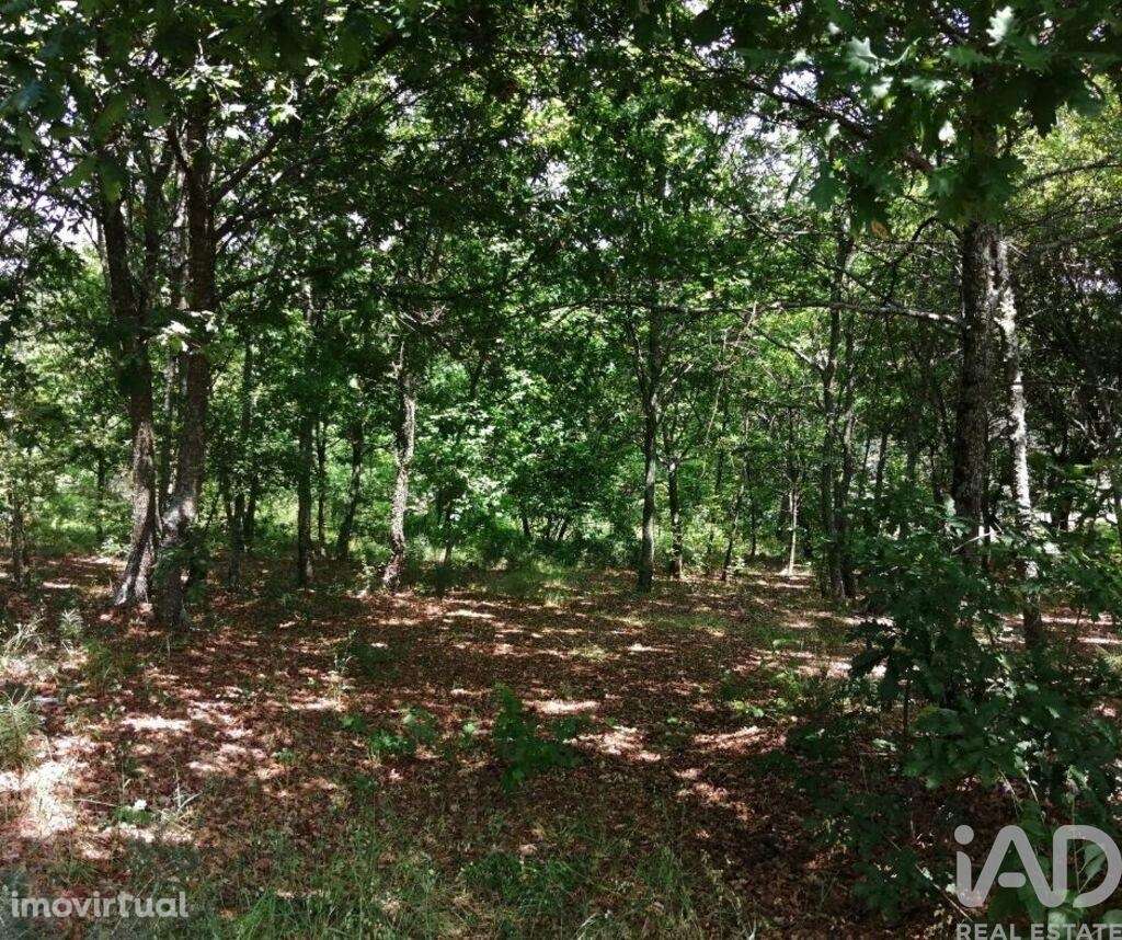 Terreno em Parada de Gonta de 100000,00 m2 - Grande imagem: 4/14
