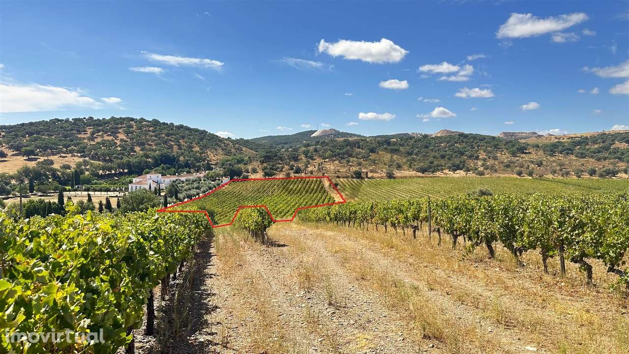 Vinha de Sequeiro Em Borba - Exclusividade no Coração do Alentejo - Grande imagem: 2/20