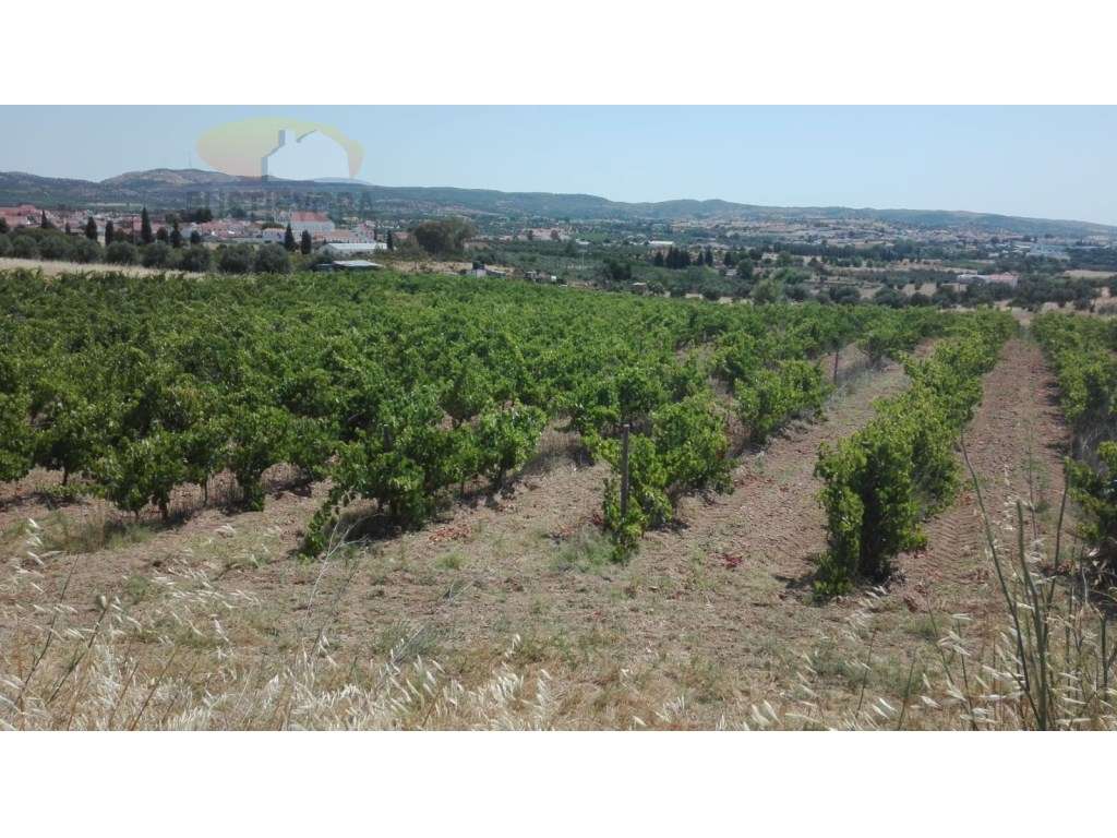 Terreno | com vinhas de sequeiro em plena produção | Bom acesso - Grande imagem: 5/11