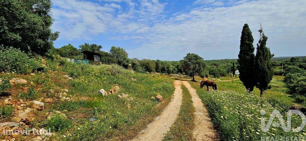 Terreno em Barão de São Miguel - Grande imagem: 4/35