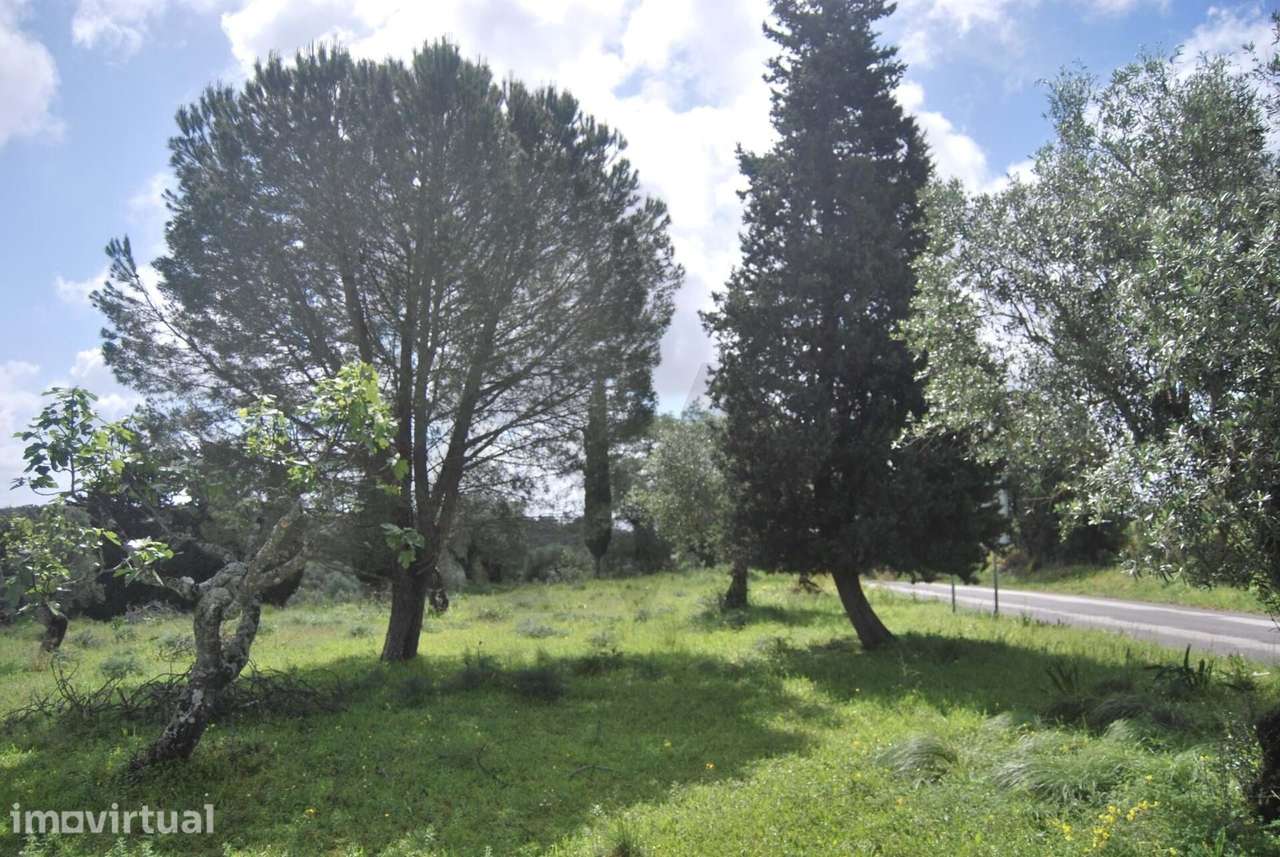 Terreno de 5 Hectares Torres Novas - Grande imagem: 5/12