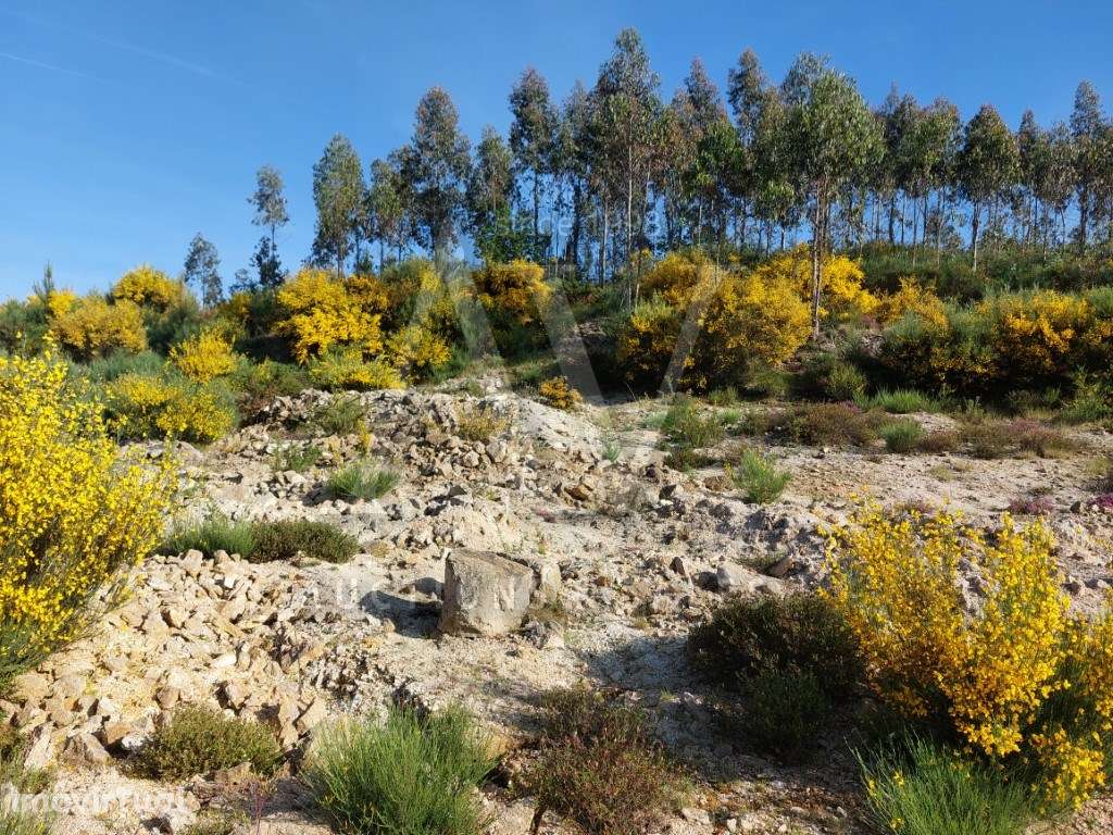 Terreno para construção - CAMPIA - VOUZELA | LEILÃO ELETRÓNICO | FI... - Grande imagem: 4/6