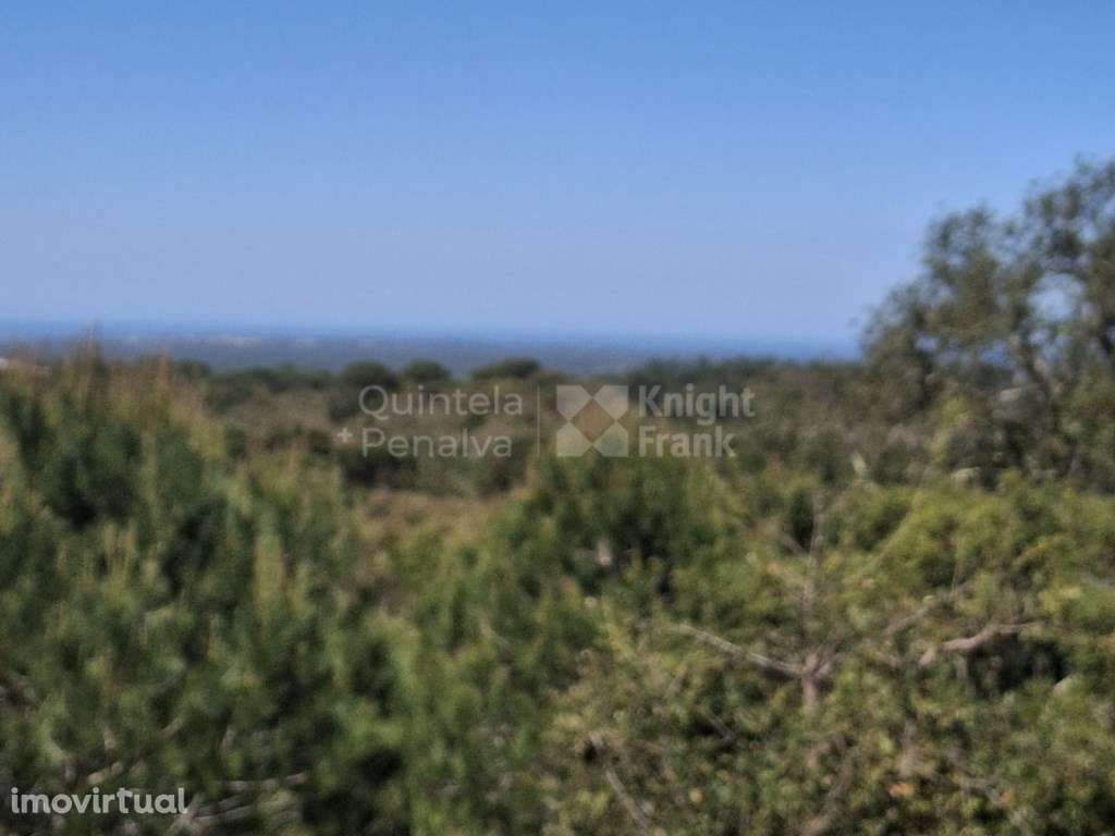 Monte com 4,7 hectares pip aprovado para habitação 500 m2 em Melide... - Grande imagem: 3/21