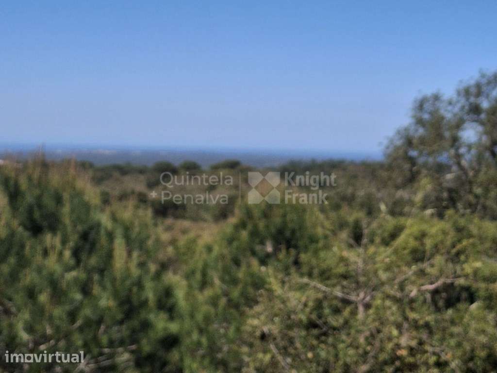 Monte com 4,7 hectares pip aprovado para habitação 500 m2 em Melide... - Grande imagem: 3/21