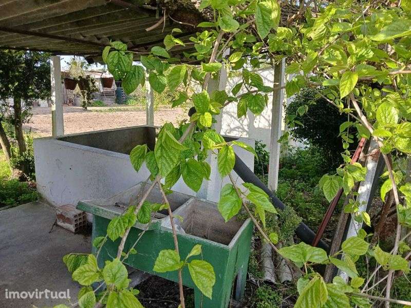 Moradia T3 inserida em lote de terreno de 2700 m2 - Coruche - Grande imagem: 5/7