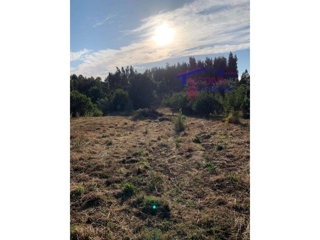 Terreno rústico de pinhal e mato em Vila Facaia - Grande imagem: 3/4