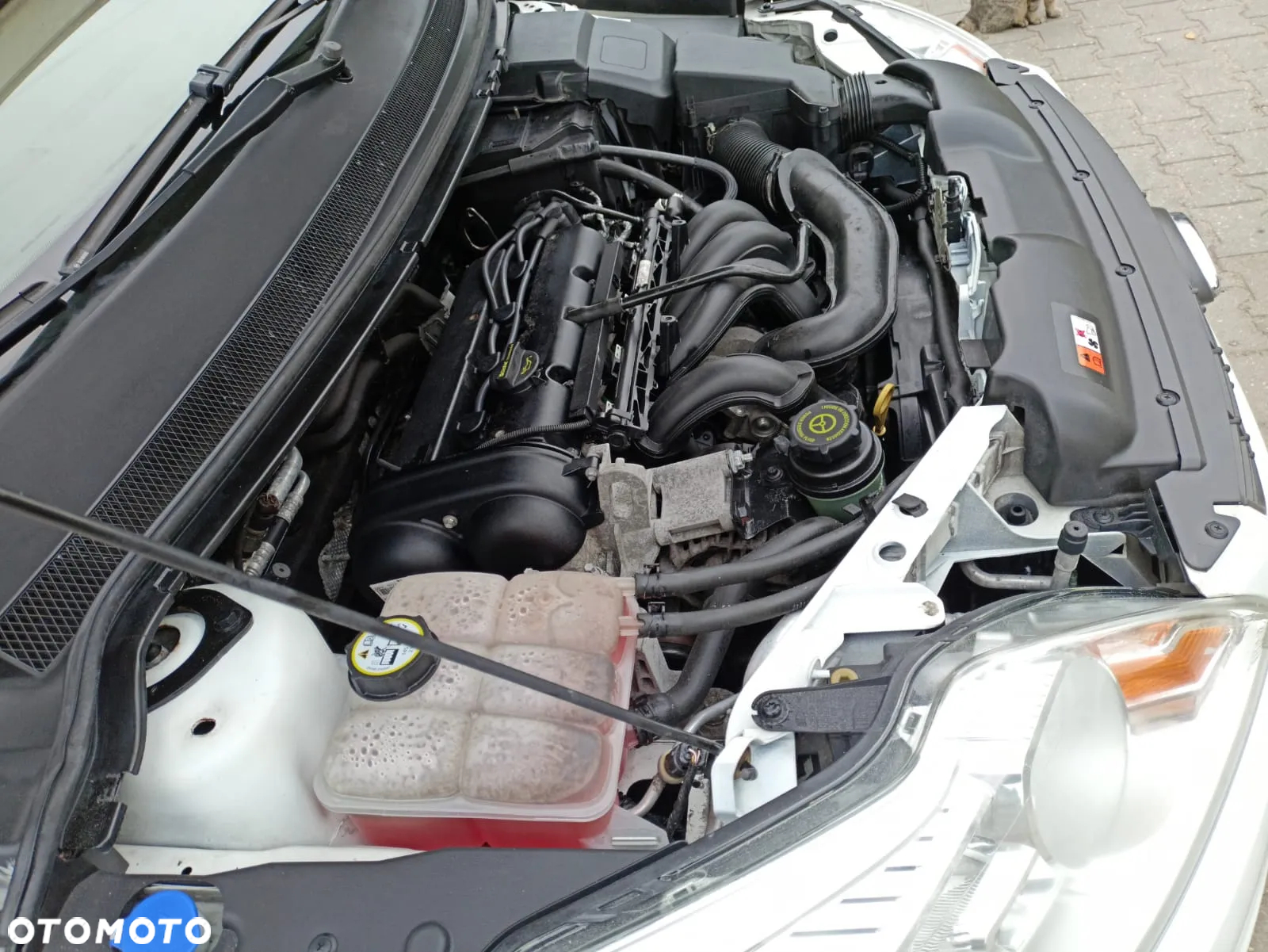 Ford Focus 1.6 16V White Magic - 17
