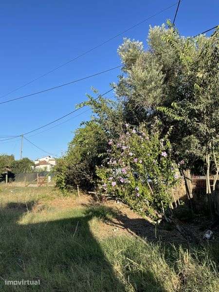 Terreno Rústico (2.350 m²) com Nora e Árvores - Pego, Abrantes - Grande imagem: 2/5