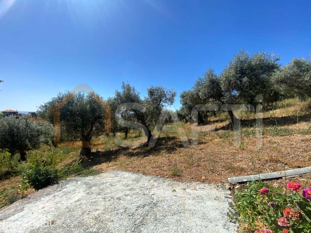 Quinta com oliveiras Moradia T2+1 - Grande imagem: 3/30