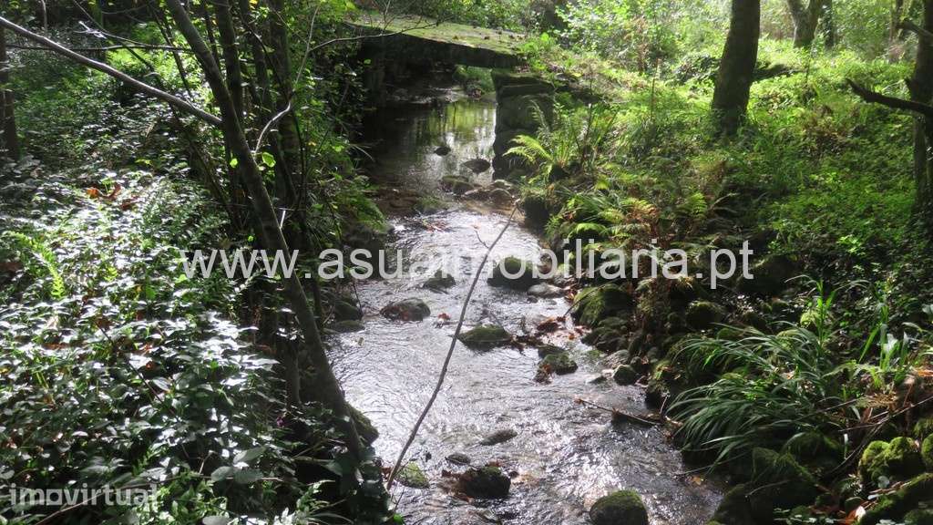 Terreno c/ Moinho p/ Restauro - Bouro Sta Maria - Grande imagem: 5/10