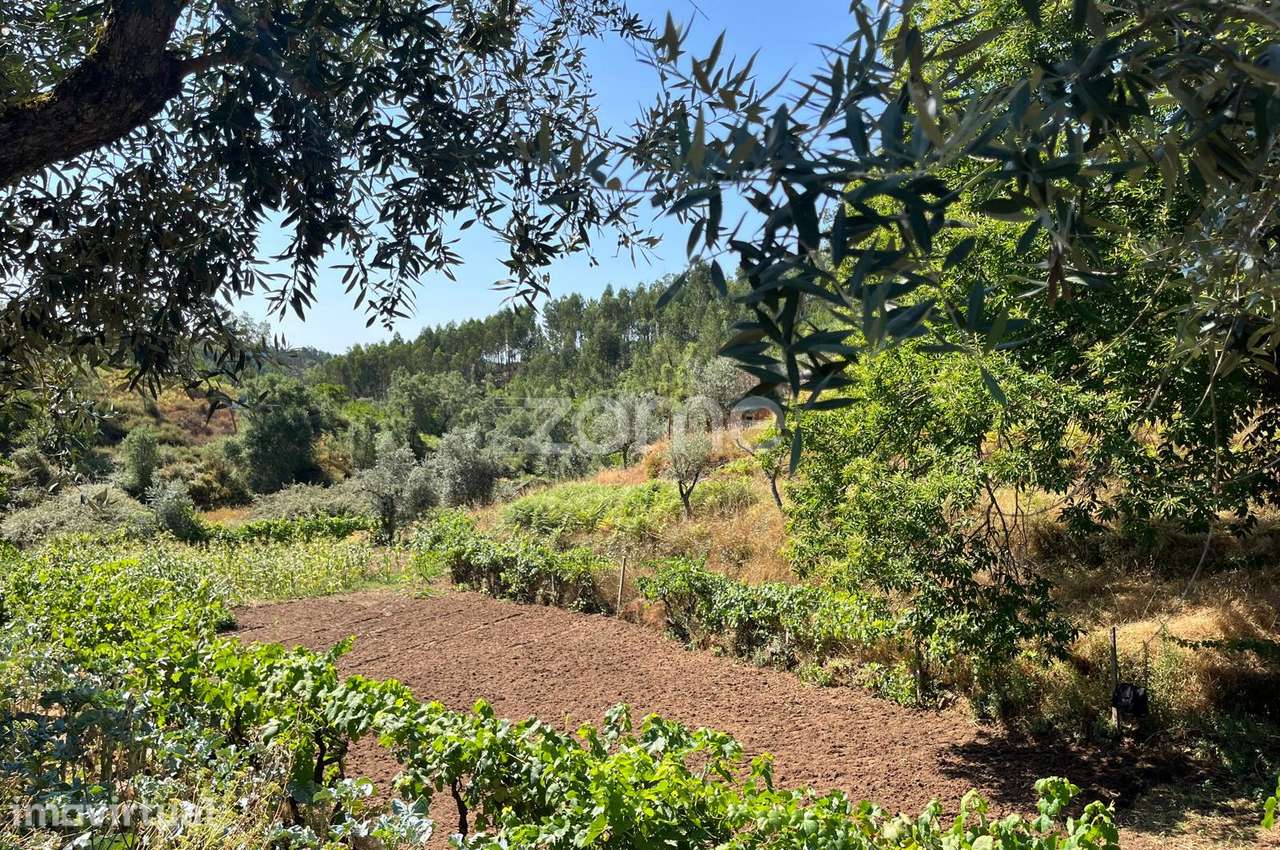 Terreno de 4992m2 com ruína em pedra na Sertã