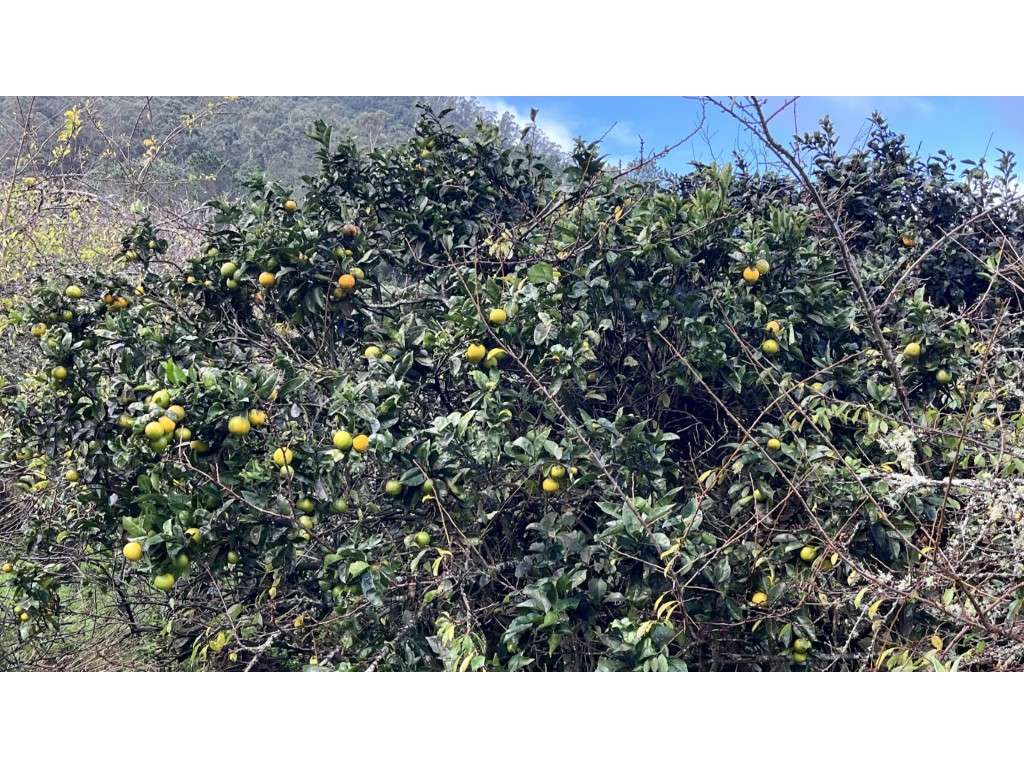 Terreno para o construção à venda São Vicente, Madeira - Grande imagem: 2/6
