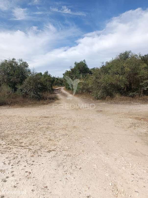 Terreno com Olival Tradicional – 17.000 m² | Parede Branca, Vila Vi... - Grande imagem: 4/34