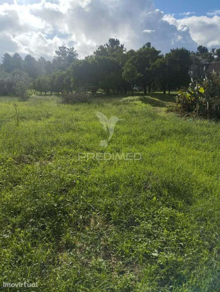 TERRENO NA CHAMUSCA - Grande imagem: 3/3