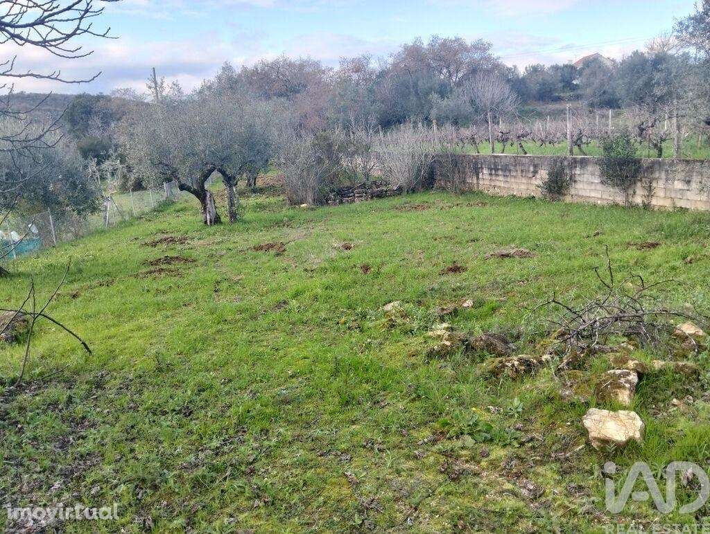 Terreno Agrícola em Chãos - Grande imagem: 3/16