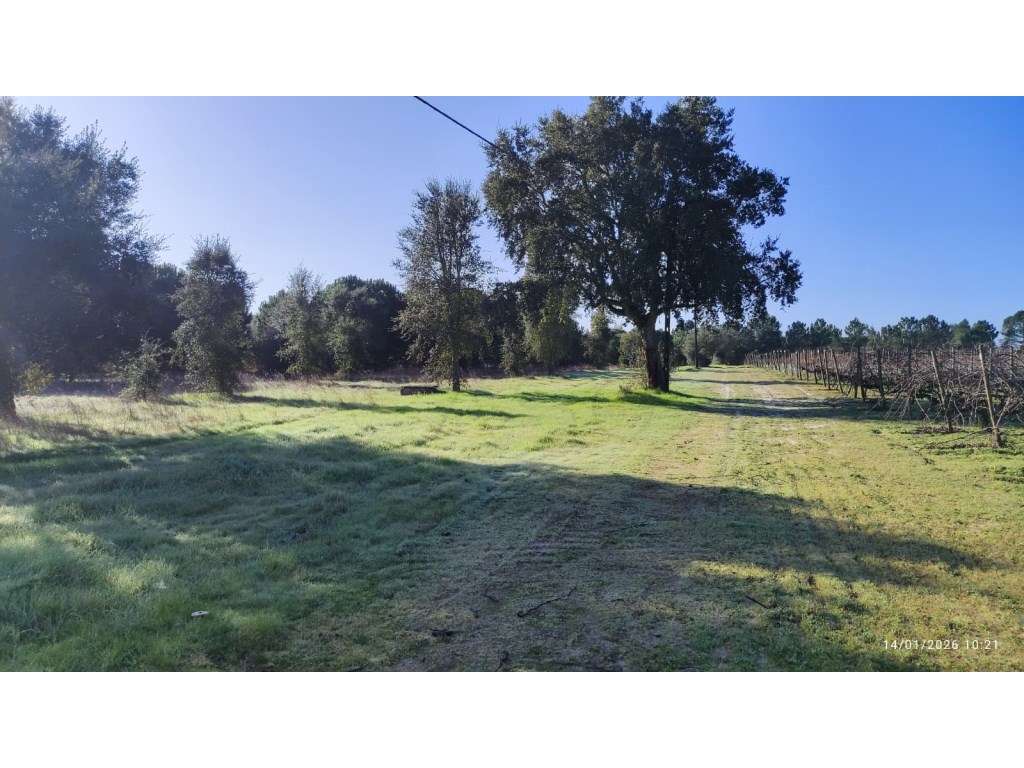 Terreno Exclusivo em Pegões (Fora da RAN) - 4,35 Hectares - Grande imagem: 2/9