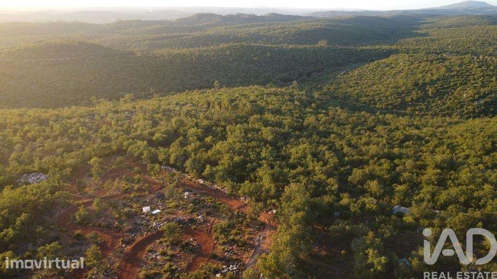 Terreno Agrícola em Freixianda, Ribeira do Fárrio e Formigais - Grande imagem: 4/37