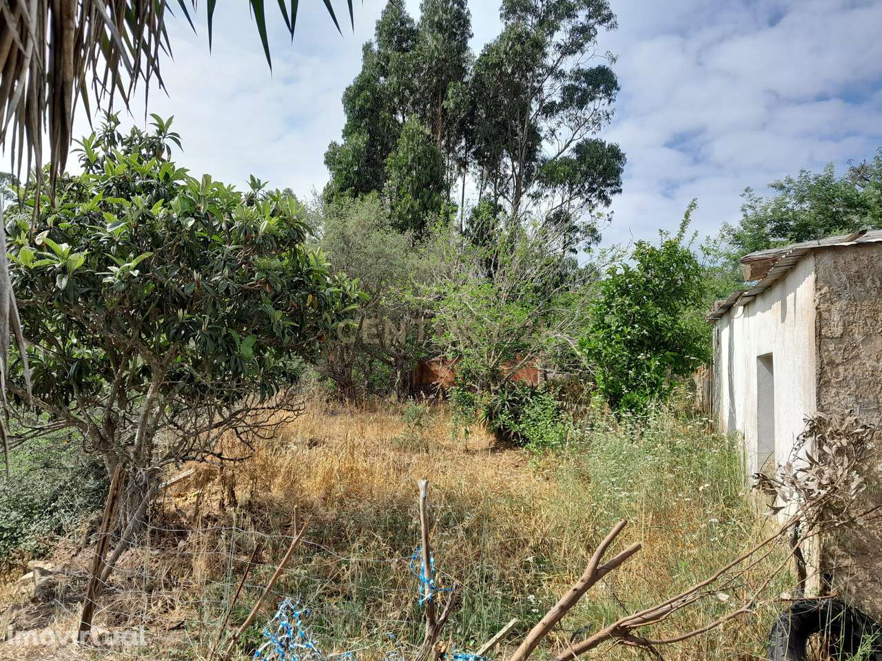 Herdade em Santana da Serra de 14 Hectares com casa de 100m2 para recu - Grande imagem: 2/44