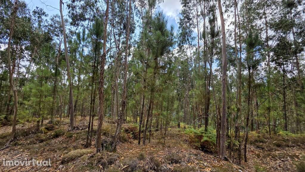 Bouça - Mosteiro - Grande imagem: 5/13