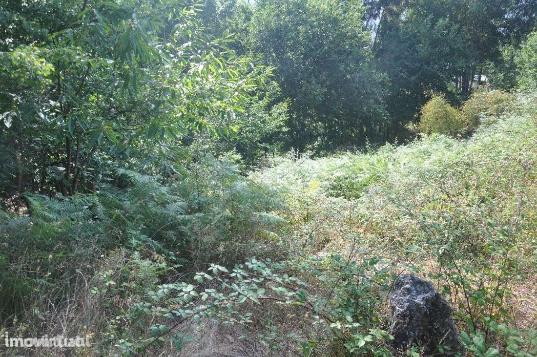 Monte - Grande imagem: 4/17