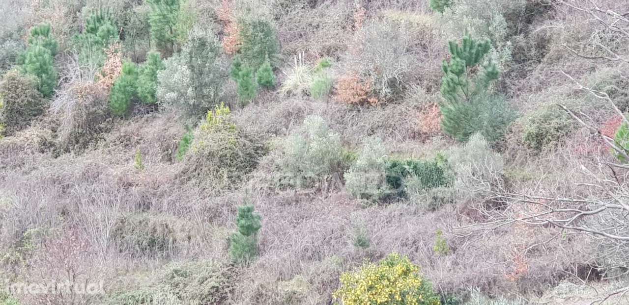 Terreno Rústico - Grande imagem: 3/3