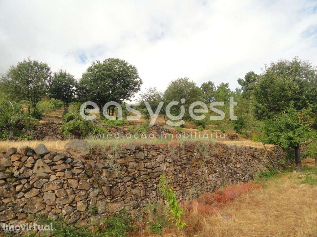 Terreno Rústico com cerca de 60 cerejeiras em Alcongosta - Grande imagem: 5/10