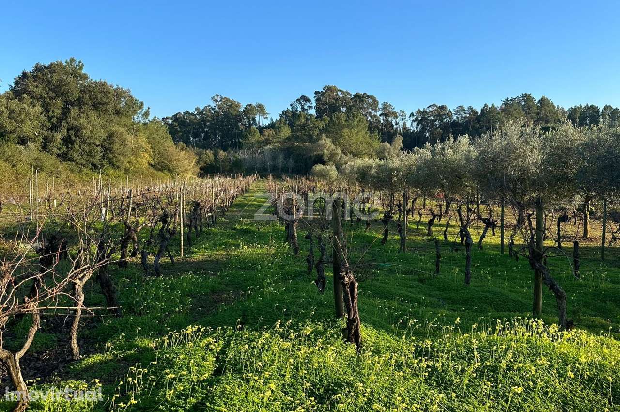 Terreno de Vinha 1652m2 em Anadia - Grande imagem: 2/15