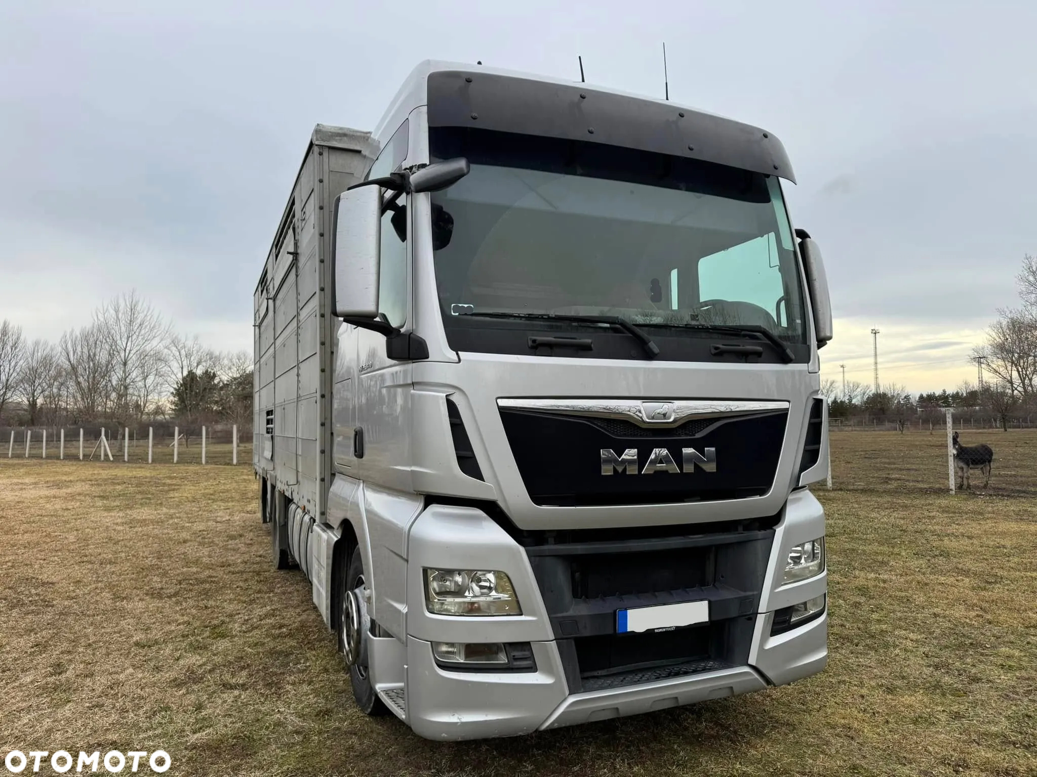 MAN TGX 26.440 Pezzaioli, 3 Pietra, Bydło, Trzoda, Żywca, Zwierząt - 3